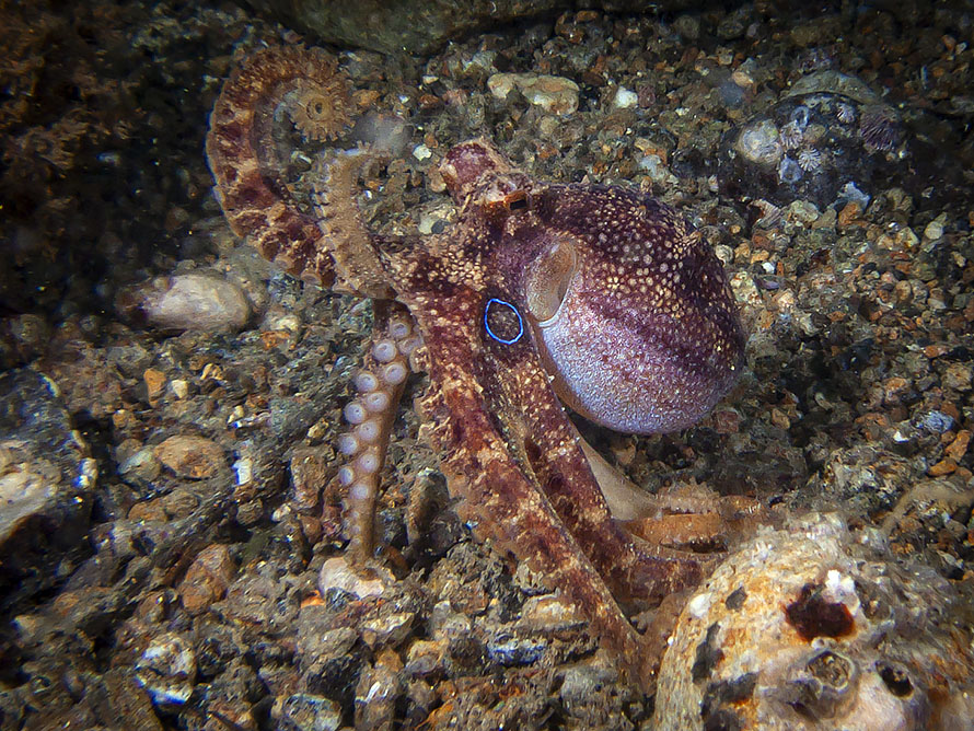 Amphioctopus mototi